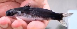 Centromochlus sp. `LOWER TAPAJOS` - Click for species data page